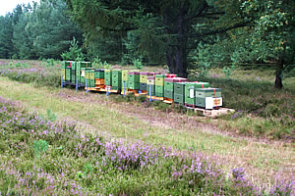 Bienenvölker, Honig, Imkerei